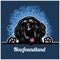 Color dog head, Newfoundland breed on blue background