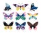 Color drawing butterfly set