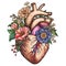 Color drawing of heart with flowers, engraving, romanticism, anatomical heart, nature tattoo