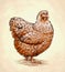 Color engrave isolated chicken illustration