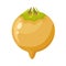 Color flat modern icon of mature ripe mespilus germanica, medlar or common medlar on a white background isolated. Vector