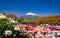 The color of the flowers and the Mount Fuji background