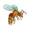 Color Flying Honey Bee Insect Gathering Nectar Vector