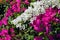 Color full Bougainvillea white and pink in Oia, Cyclades