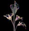 Color glass flower isolated on black , the lilly