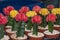 Color Gymnocalycium mihanovichii Graft cactus. The colorful red top is a Gymnocalycium
