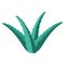 Color icon depicting aloe in flat style.