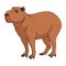 Color illustration with capybara. Isolated vector object.