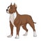 Color illustration of a chocolate, brown pit bull with white spots. Isolated vector object.