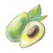 color illustration closeup design element packaging natural style healthy food fruit green ripe avocado with leaves