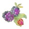 color illustration design element for packaging and printing. edible berry blackberry blue and red fruits close-up on a white