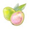 color illustration exotic tropical fruit guava green fruit packaging design print packaging beauty and nutrition sphere