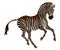 Color illustration of a galloping plains zebra.