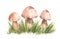 color illustration hand-drawn with watercolor pencils with three forest mushrooms of different sizes located next to each other as