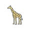 Color illustration icon for Giraffe, tall and mammal