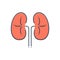 Color illustration icon for Kidneys, disease and transplant