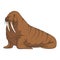 Color illustration with walrus. Isolated vector object.