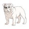 Color illustration of a white english bulldog. Isolated vector object.