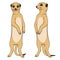 Color illustrations depicting the meerkats. Isolated vector objects.