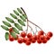 Color image of bunch of rowan on white background. Plants. Vector illustration