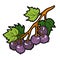 Color image, cartoon berry, Black currants