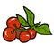 Color image, cartoon berry, Cranberries