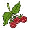 Color image, cartoon berry, Raspberry