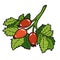 Color image, cartoon berry, Rosehip