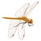 Color image of the dragonfly
