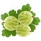 Color image of green gooseberry on white background. Berry and fruits. Vector illustration