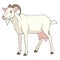 Color image with white milch goat. Isolated vector object on a white.