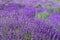 Color lavender field