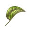 Color Leaf Of Herbaceous Perennial Hop Plants Vector