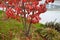 The color of litas and dogwood is red in October. the leaves are bright and frosted in the morning. ornamental shrubs and trees