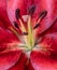 Color macro of the inner of a single isolated wide open red lily blossom