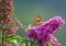 Color macro of a single Quail Wheat Fritillary butterfly sitting on a pink ilac blossom,sunny,blurred