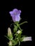 Color macro of a single stem of a bellflower  /campanula with one open violet blossom and buds
