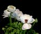 Color macro of white blooming buttercup blossoms with buds and leaves on