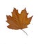 Color of Maple leaf in Fall