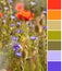 Color matching palette from close-up on flaming red poppies and bright blue cornflowers outdoors on a field in end of May, end of