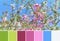 Color matching palette. Pink sakura, cherry blossoms and white apple flowers with blue sky.