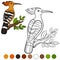 Color me: hoopoe. Cute beautiful hoopoe on the tree branch