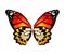 Color monarch butterfly wings, isolated