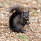Color morphed Eastern Gray Squirrel Eating Acorn