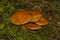 Color mushroom in dark wet green forest in autumn cloudy day