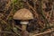 Color mushroom in dark wet green forest in autumn cloudy day