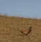 Color nice pheasant on orange meadow in sunset evening time