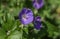 Color outdoor image of a single isolated wide open violet blue blooming female geranium / cranesbill flower with an ant