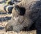 Color outdoor natural head shot portrait of a massive wild boar on a sunny bright day