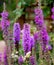 Color outdoor nature image of  violet pink liatris / blazing star blossoms  on natural garden meadow background taken on a bright